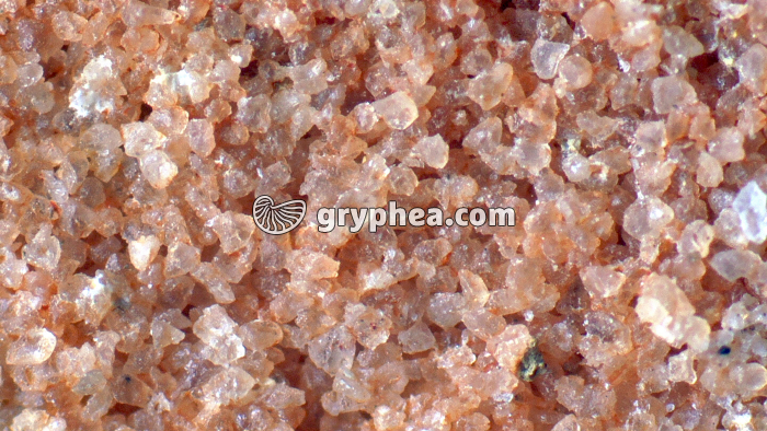 Grès macro x8 - gryphea.org